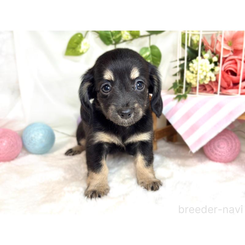 成約済の滋賀県のチワックス:チワワ×ミニチュアダックスフンド-420531の4枚目