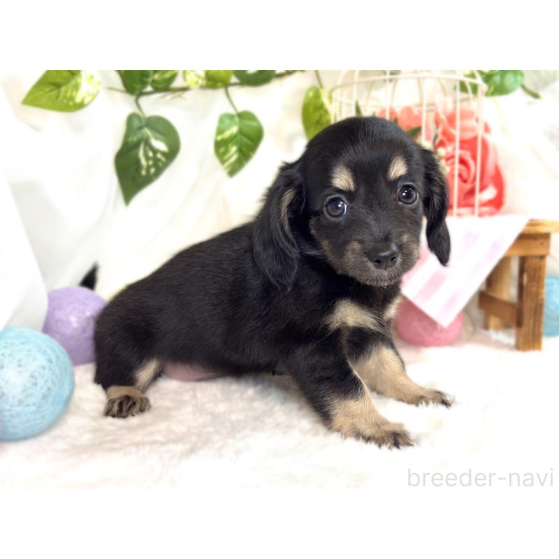 成約済の滋賀県のチワックス:チワワ×ミニチュアダックスフンド-420531の3枚目