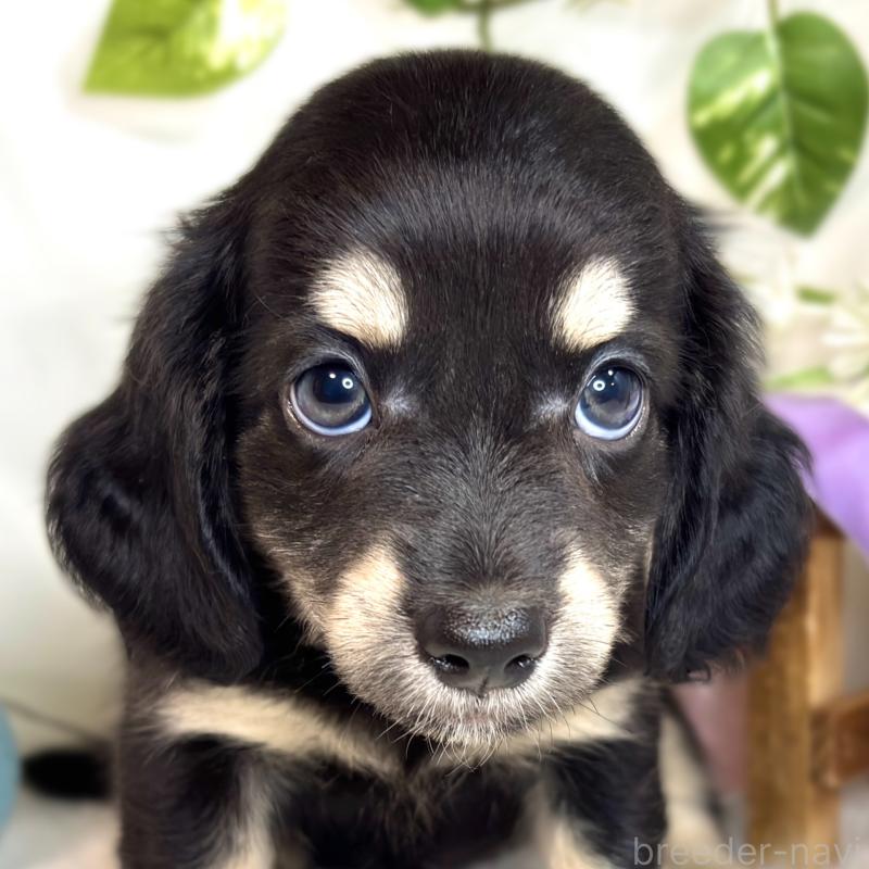 販売中の滋賀県のチワックス:チワワ×ミニチュアダックスフンド-420532