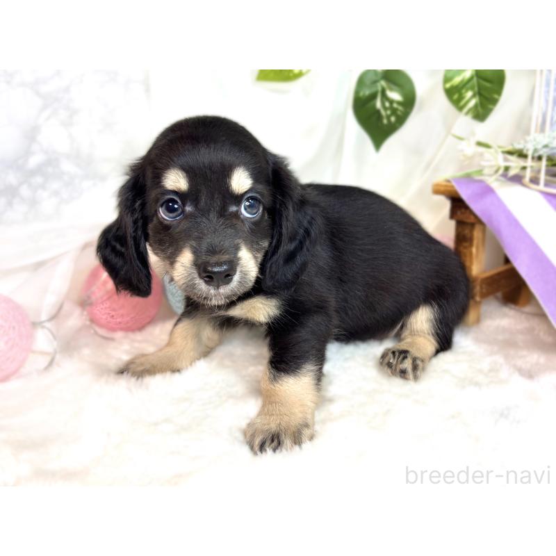 成約済の滋賀県のチワックス:チワワ×ミニチュアダックスフンド-420532の3枚目