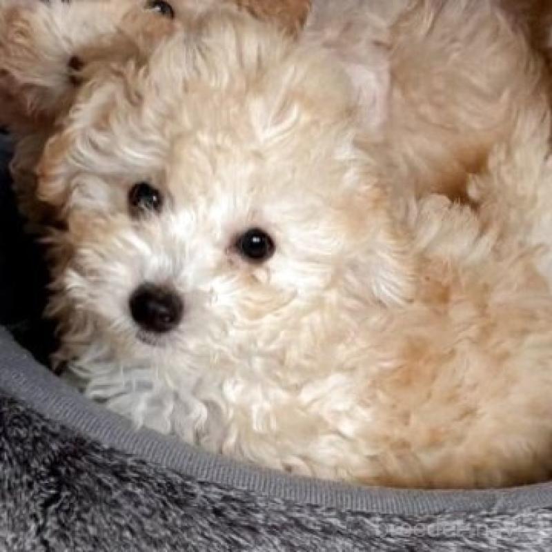 販売中の佐賀県のミックス犬-421080の1枚目