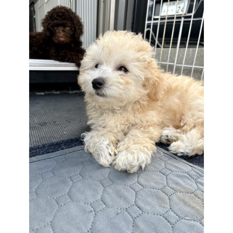 販売中の佐賀県のミックス犬-421080の3枚目