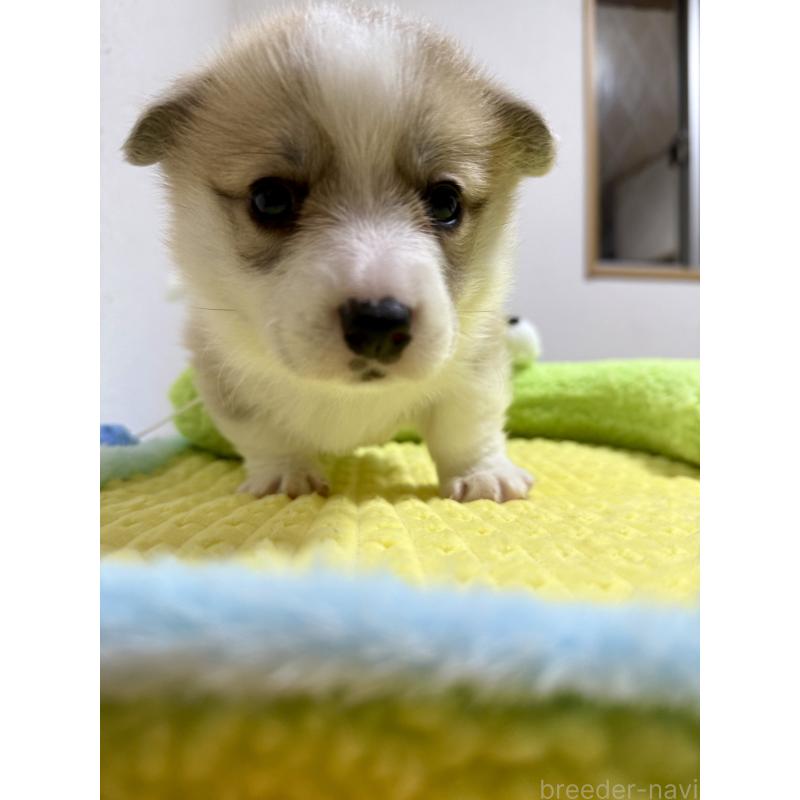 商談中の千葉県のウェルシュコーギーペンブローク-417408の12枚目