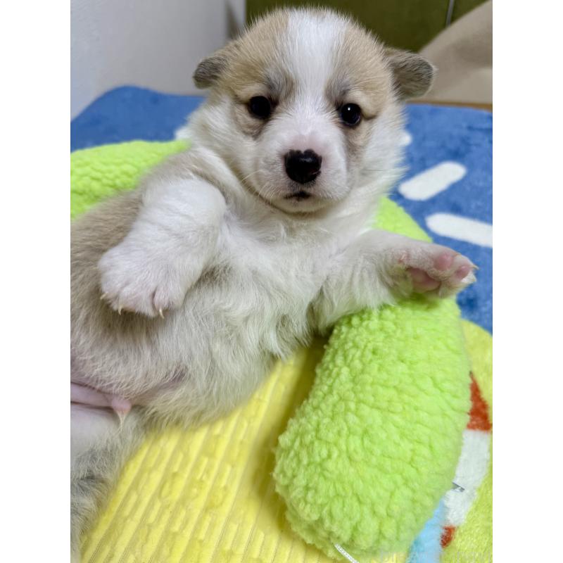 商談中の千葉県のウェルシュコーギーペンブローク-417408の11枚目