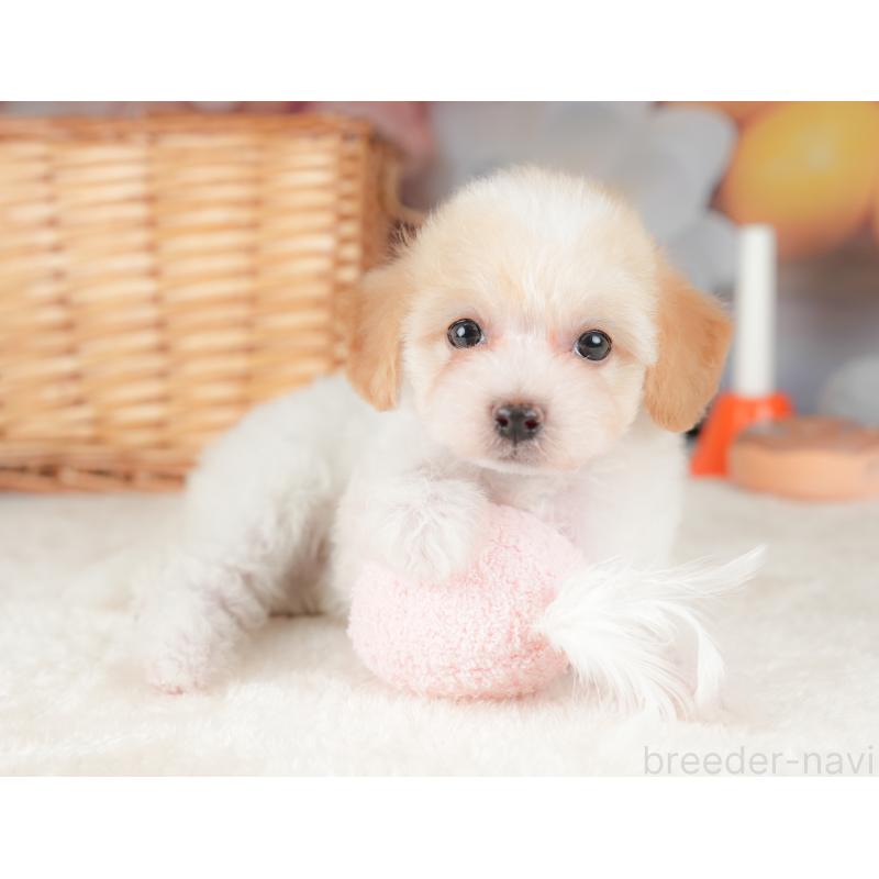 販売中の栃木県のビションプー:ビションフリーゼ×トイプードル-422725の6枚目