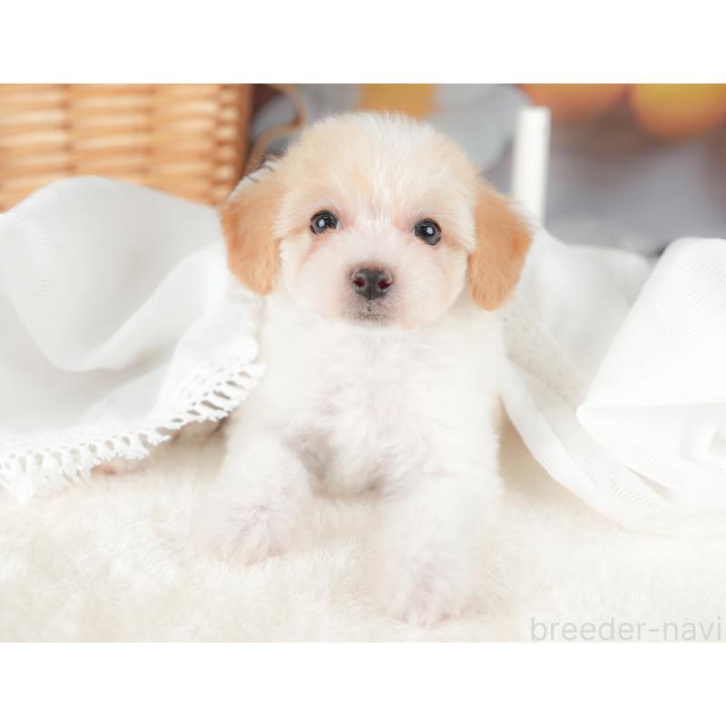 販売中の栃木県のビションプー:ビションフリーゼ×トイプードル-422725の5枚目