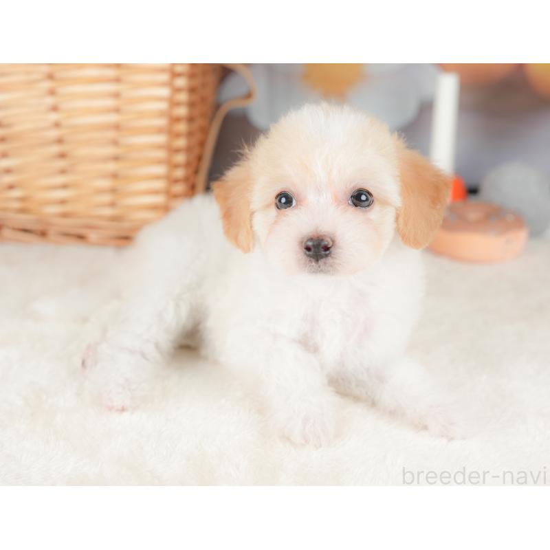 販売中の栃木県のビションプー:ビションフリーゼ×トイプードル-422725の4枚目