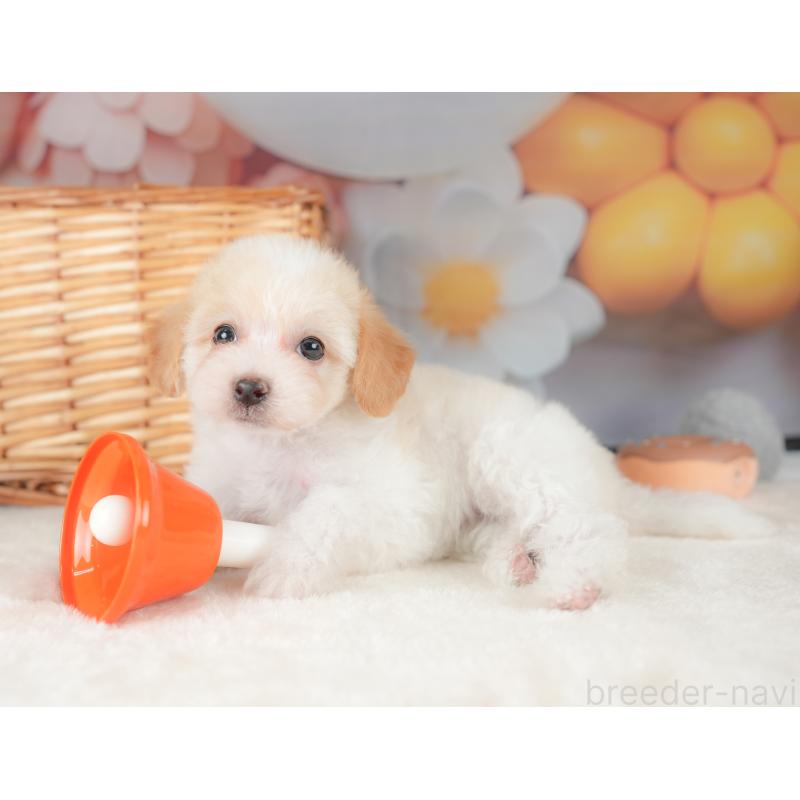 販売中の栃木県のビションプー:ビションフリーゼ×トイプードル-422725の3枚目