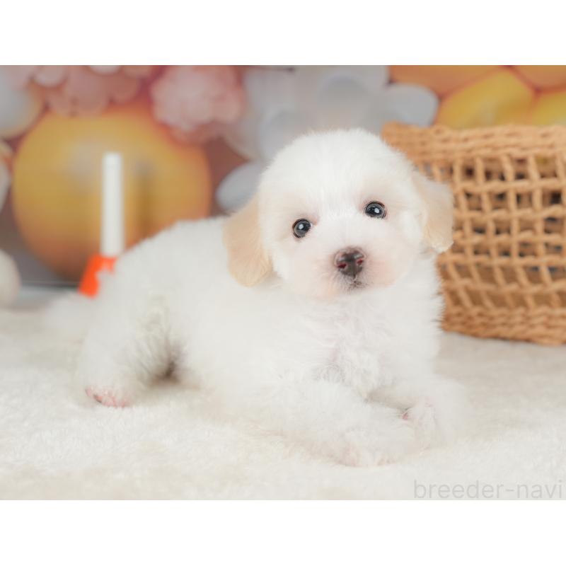 販売中の栃木県のビションプー:ビションフリーゼ×トイプードル-422720