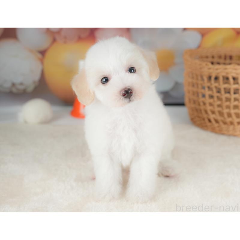 販売中の栃木県のビションプー:ビションフリーゼ×トイプードル-422720の11枚目