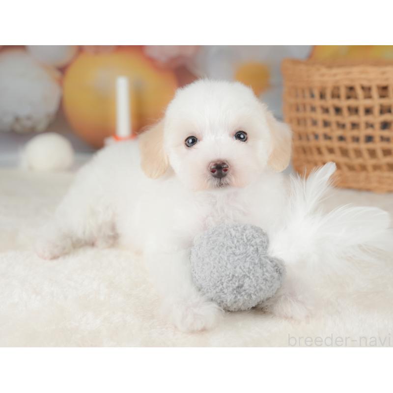 販売中の栃木県のビションプー:ビションフリーゼ×トイプードル-422720の10枚目