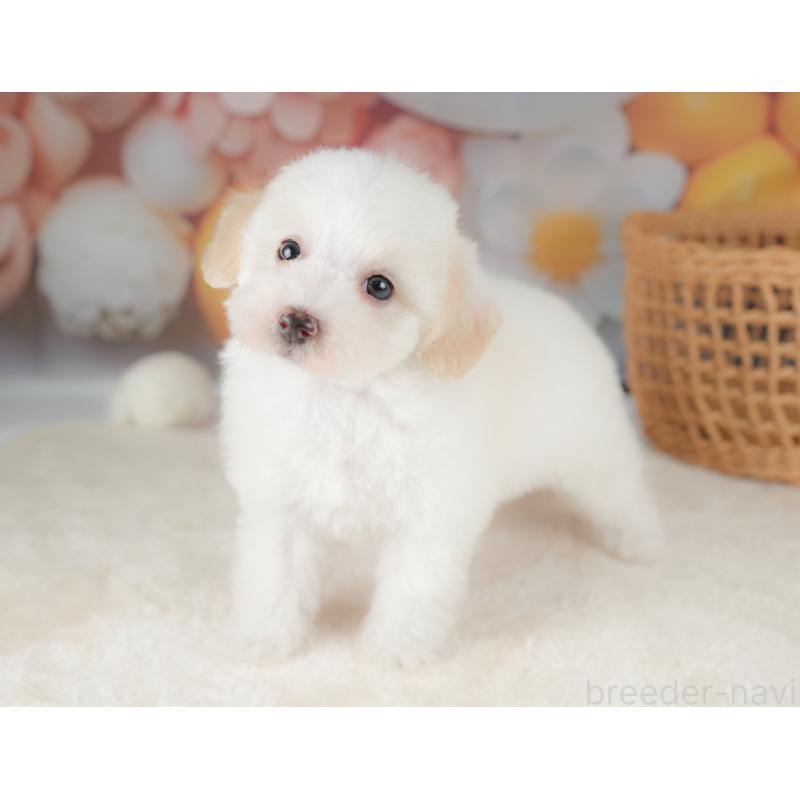 販売中の栃木県のビションプー:ビションフリーゼ×トイプードル-422720の9枚目