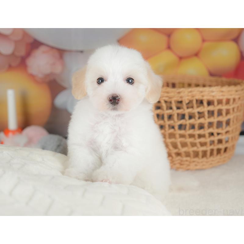 販売中の栃木県のビションプー:ビションフリーゼ×トイプードル-422720の8枚目