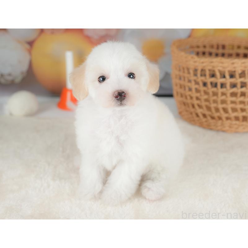 販売中の栃木県のビションプー:ビションフリーゼ×トイプードル-422720の7枚目