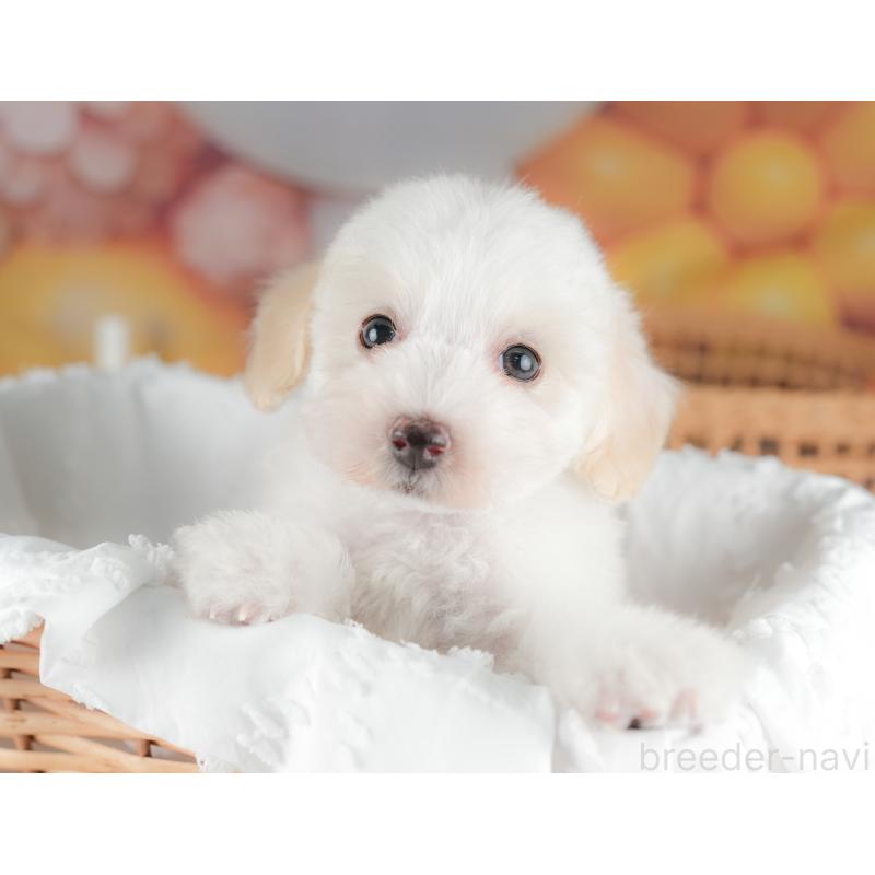 販売中の栃木県のビションプー:ビションフリーゼ×トイプードル-422720の6枚目