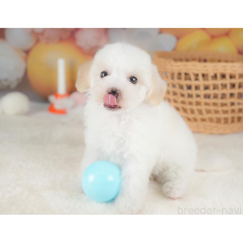 販売中の栃木県のビションプー:ビションフリーゼ×トイプードル-422720の5枚目