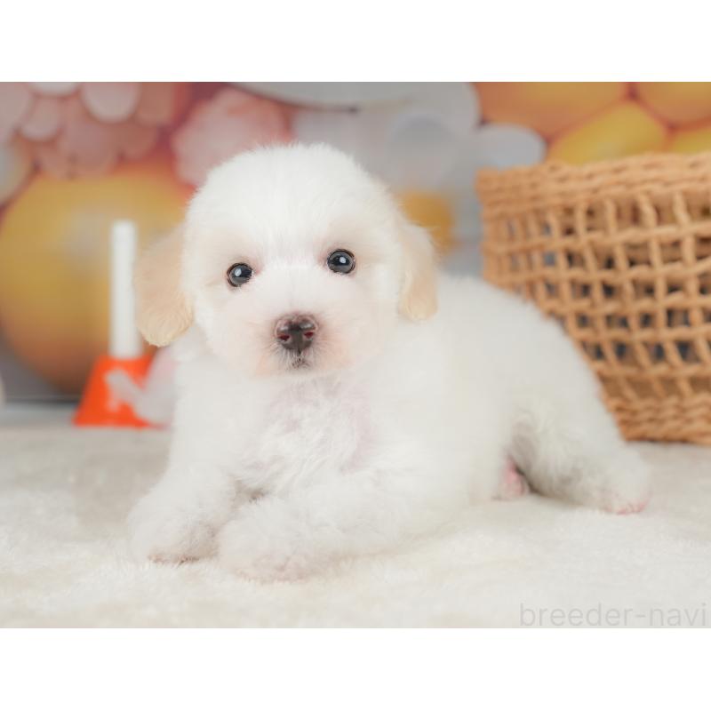 販売中の栃木県のビションプー:ビションフリーゼ×トイプードル-422720の4枚目