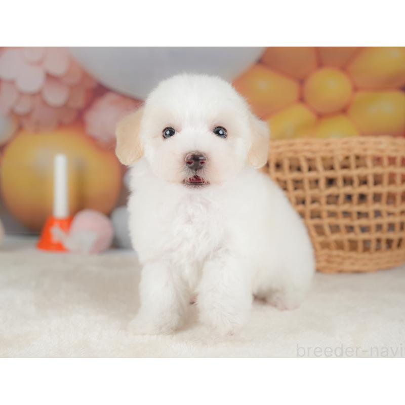 販売中の栃木県のビションプー:ビションフリーゼ×トイプードル-422720の3枚目