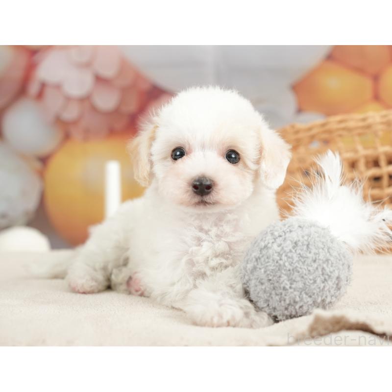 販売中の栃木県のビションプー:ビションフリーゼ×トイプードル-422719の11枚目