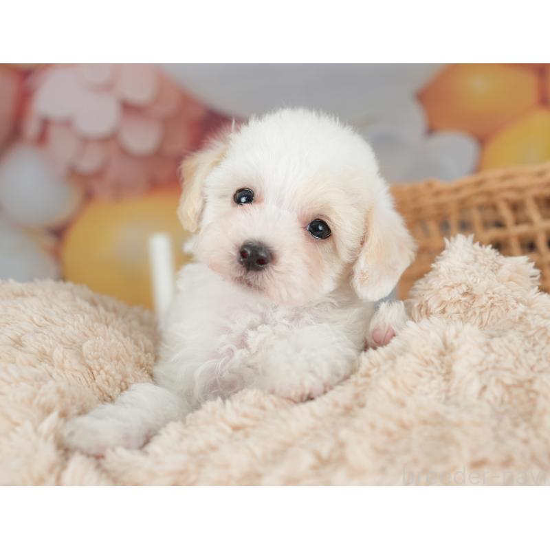 販売中の栃木県のビションプー:ビションフリーゼ×トイプードル-422719の10枚目