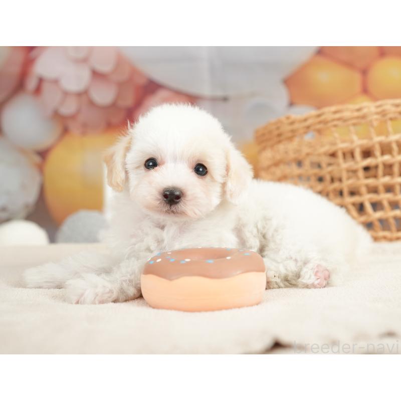 販売中の栃木県のビションプー:ビションフリーゼ×トイプードル-422719の9枚目