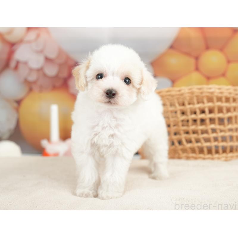 販売中の栃木県のビションプー:ビションフリーゼ×トイプードル-422719の8枚目