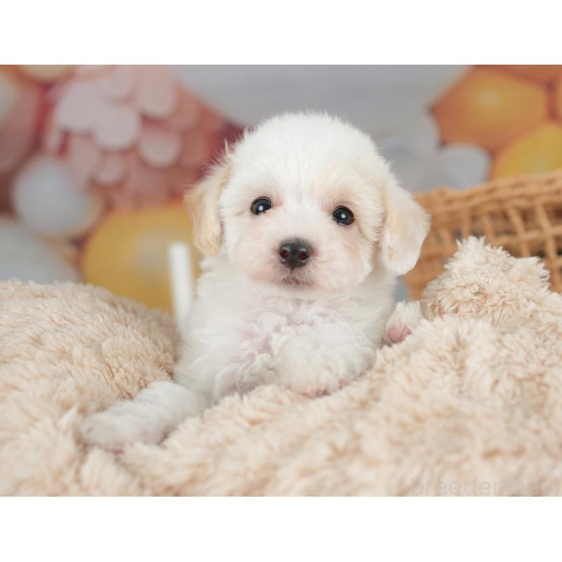 販売中の栃木県のビションプー:ビションフリーゼ×トイプードル-422719の7枚目