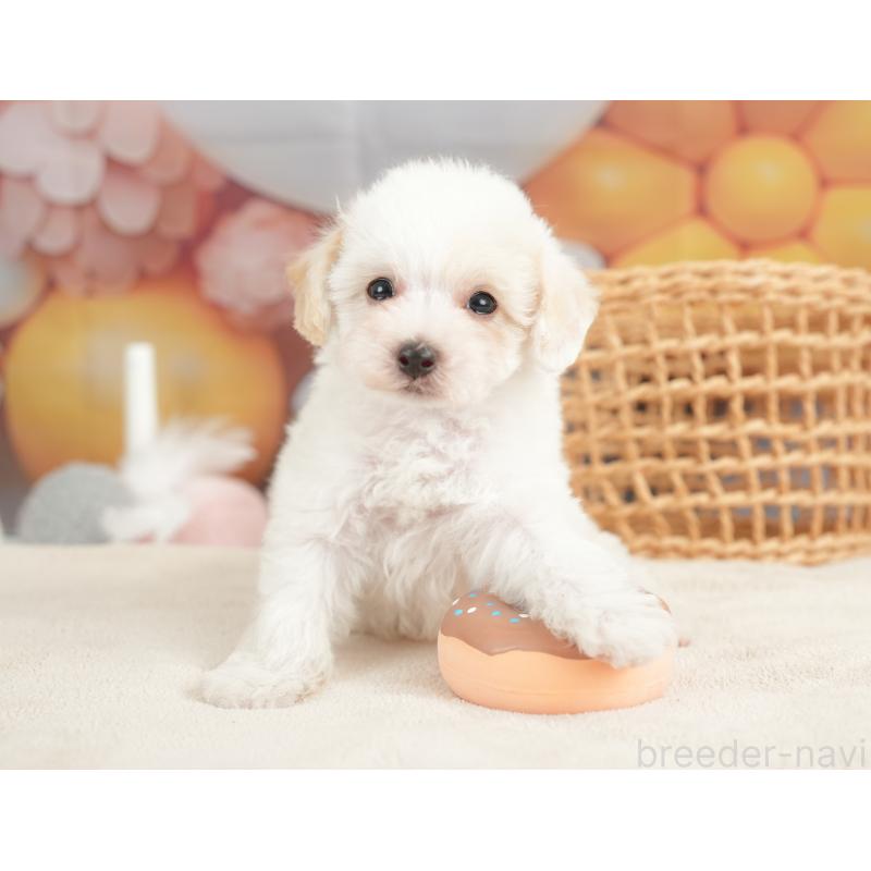 販売中の栃木県のビションプー:ビションフリーゼ×トイプードル-422719の6枚目