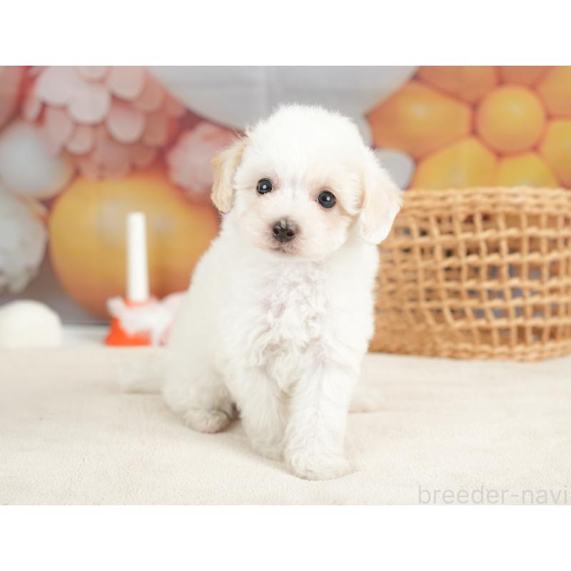 販売中の栃木県のビションプー:ビションフリーゼ×トイプードル-422719の5枚目