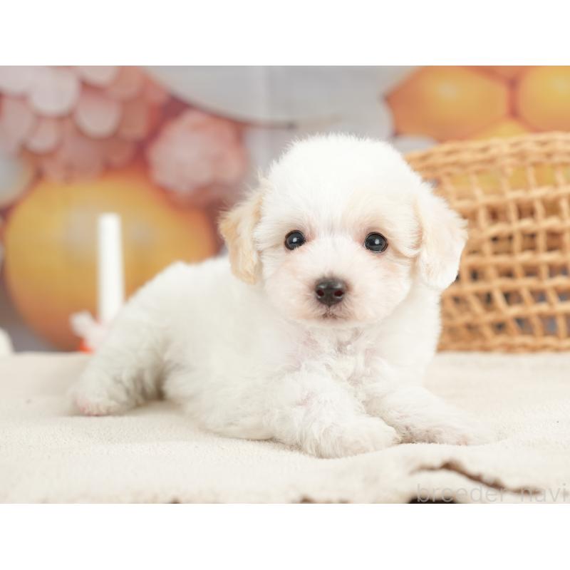 販売中の栃木県のビションプー:ビションフリーゼ×トイプードル-422719の4枚目