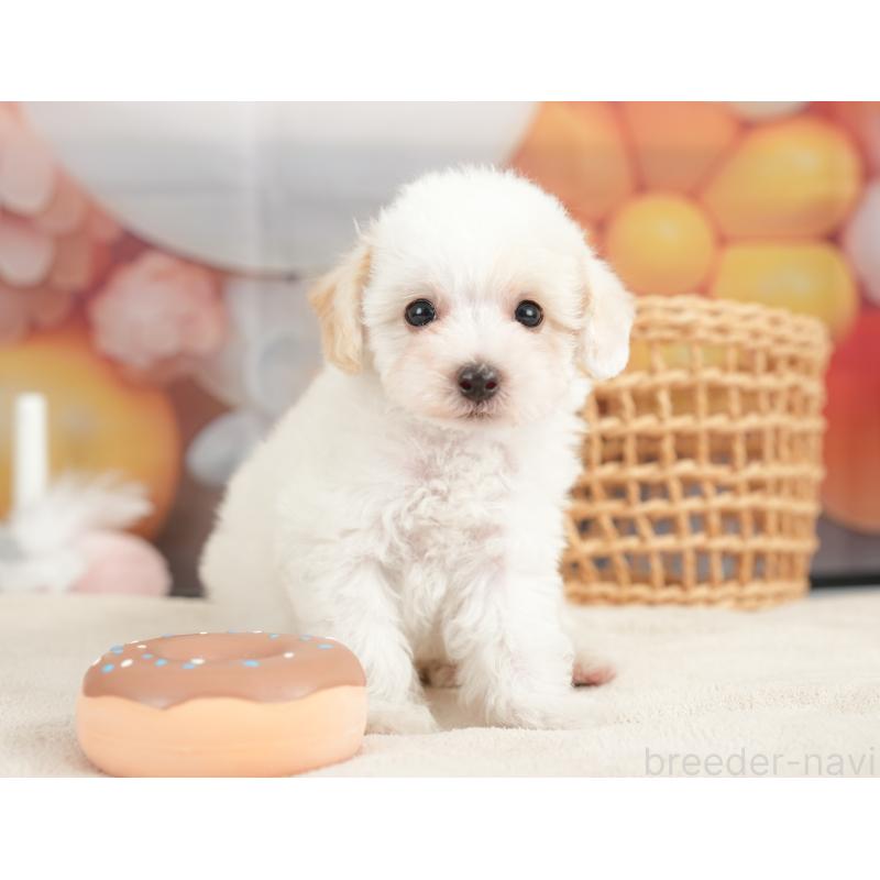 販売中の栃木県のビションプー:ビションフリーゼ×トイプードル-422719の3枚目