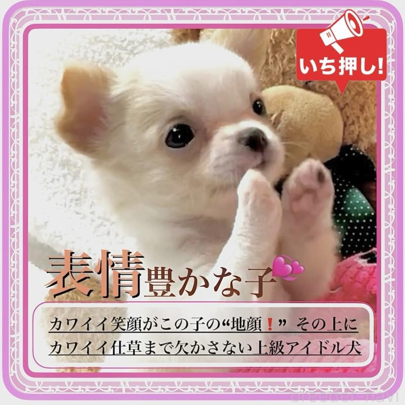 販売中の大阪府のチワワ(ロングコート)-421110の11枚目