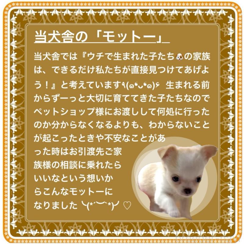 販売中の大阪府のチワワ(ロングコート)-421110の3枚目