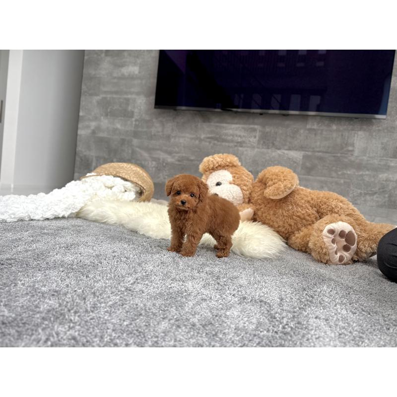 成約済の滋賀県のタイニープードル-417091の6枚目