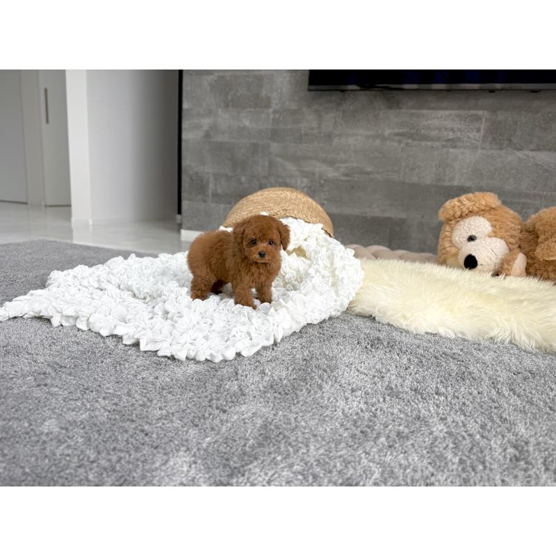 成約済の滋賀県のタイニープードル-417091の5枚目