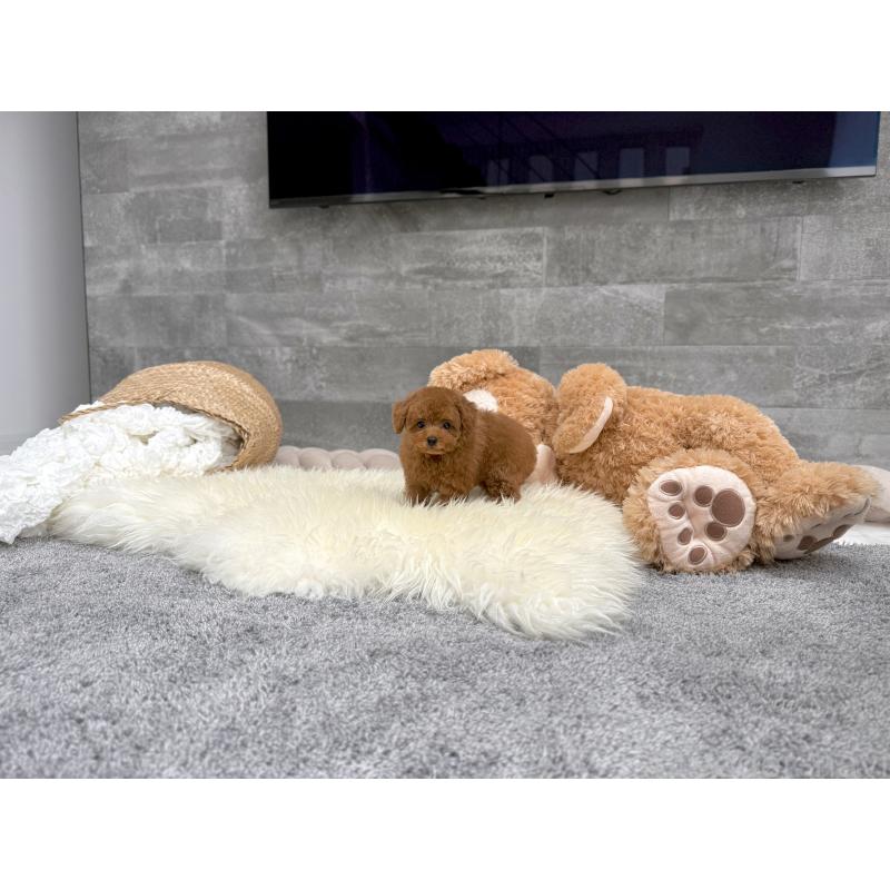 成約済の滋賀県のタイニープードル-417091の4枚目