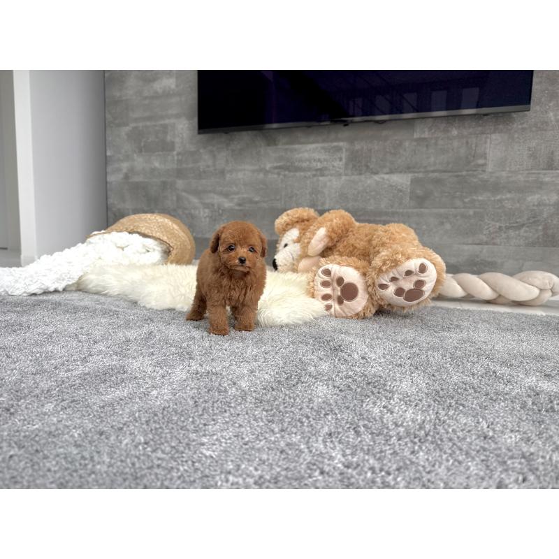 成約済の滋賀県のタイニープードル-417091の3枚目