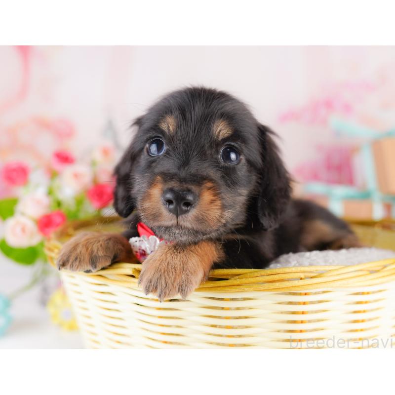 販売中の東京都のミニチュアダックスフンド(ロングヘアード)-422965の9枚目