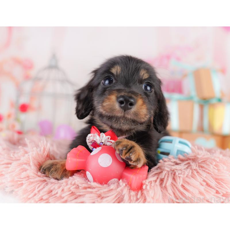 販売中の東京都のミニチュアダックスフンド(ロングヘアード)-422965の8枚目