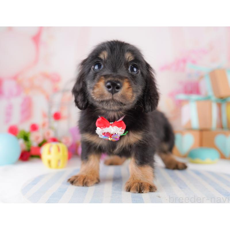 販売中の東京都のミニチュアダックスフンド(ロングヘアード)-422965の7枚目