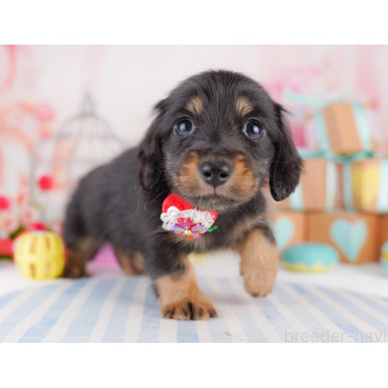 販売中の東京都のミニチュアダックスフンド(ロングヘアード)-422965の6枚目