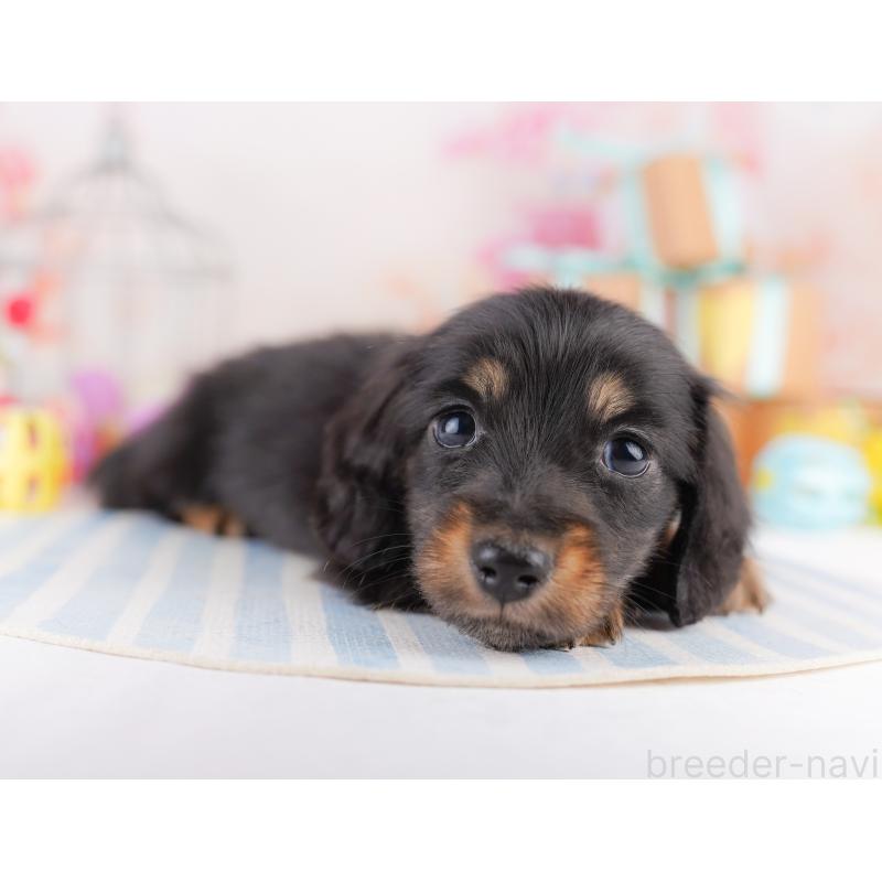 販売中の東京都のミニチュアダックスフンド(ロングヘアード)-422965の5枚目