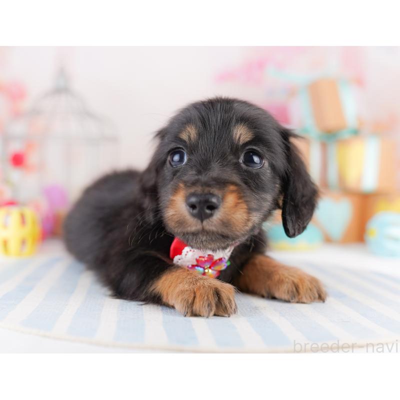 販売中の東京都のミニチュアダックスフンド(ロングヘアード)-422965の4枚目