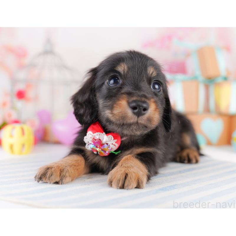 販売中の東京都のミニチュアダックスフンド(ロングヘアード)-422965の3枚目