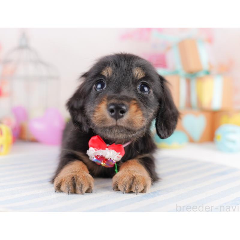 販売中の東京都のミニチュアダックスフンド(ロングヘアード)-422965の2枚目