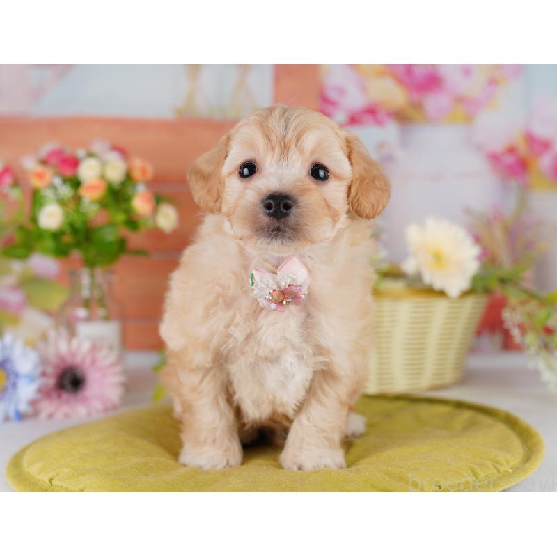 販売中の東京都のミックス犬-422967の1枚目