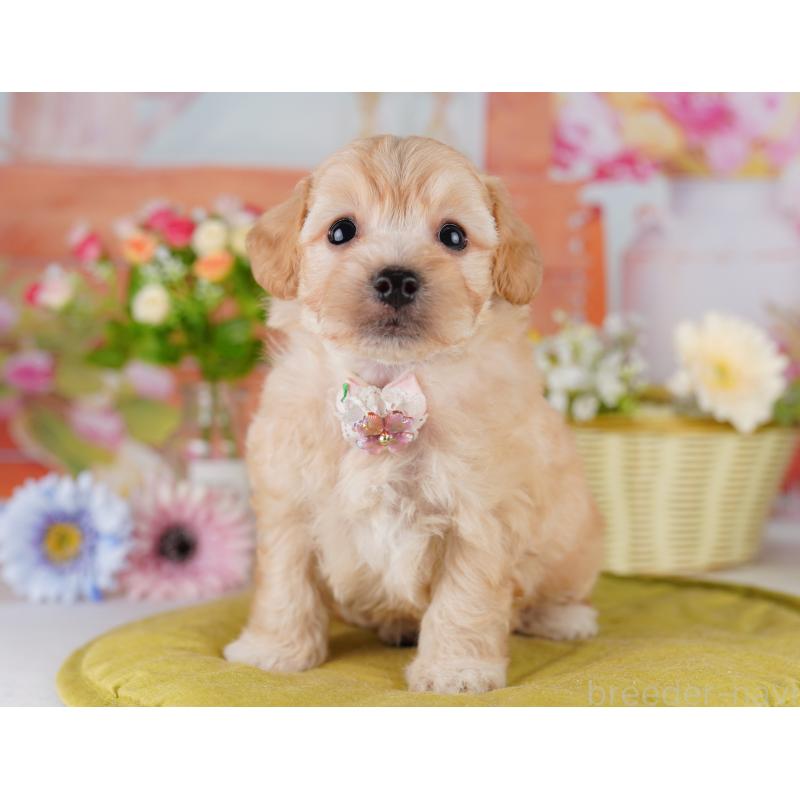 販売中の東京都のミックス犬-422967の7枚目