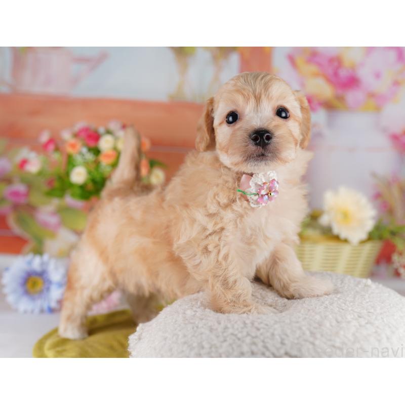 販売中の東京都のミックス犬-422967の6枚目