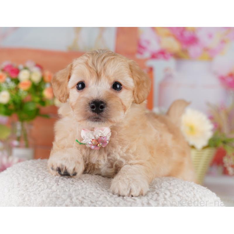 販売中の東京都のミックス犬-422967の5枚目