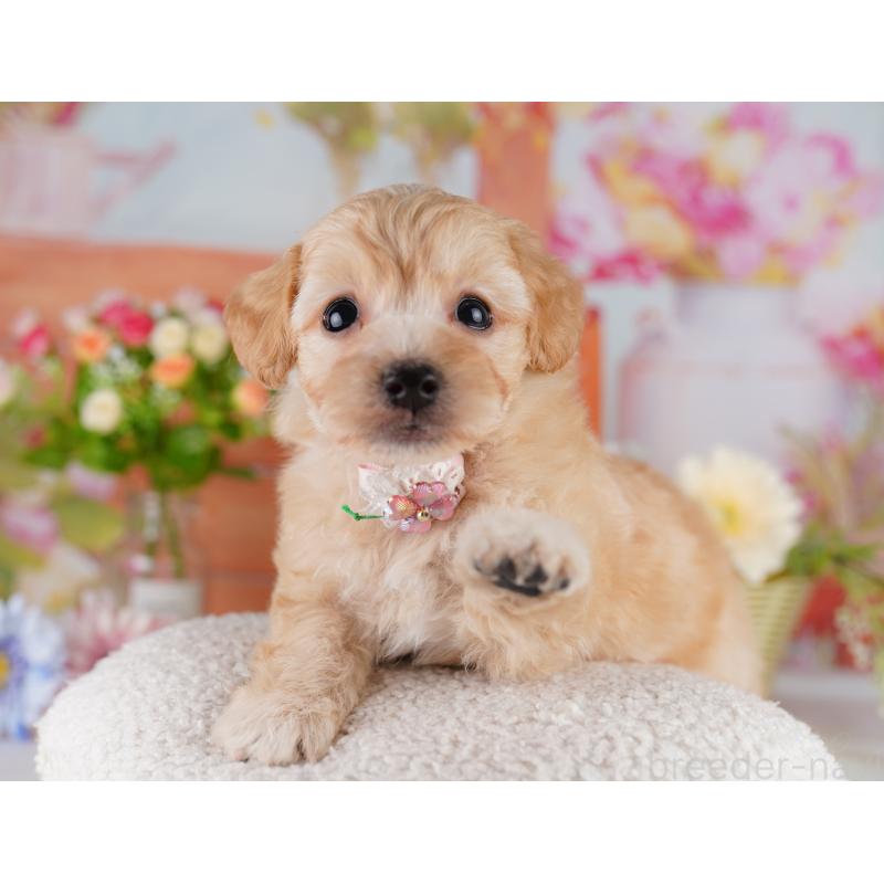 販売中の東京都のミックス犬-422967の4枚目